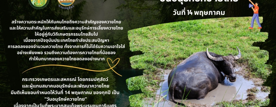วันอนุรักษ์ควายไทย 14 พฤษภาคม