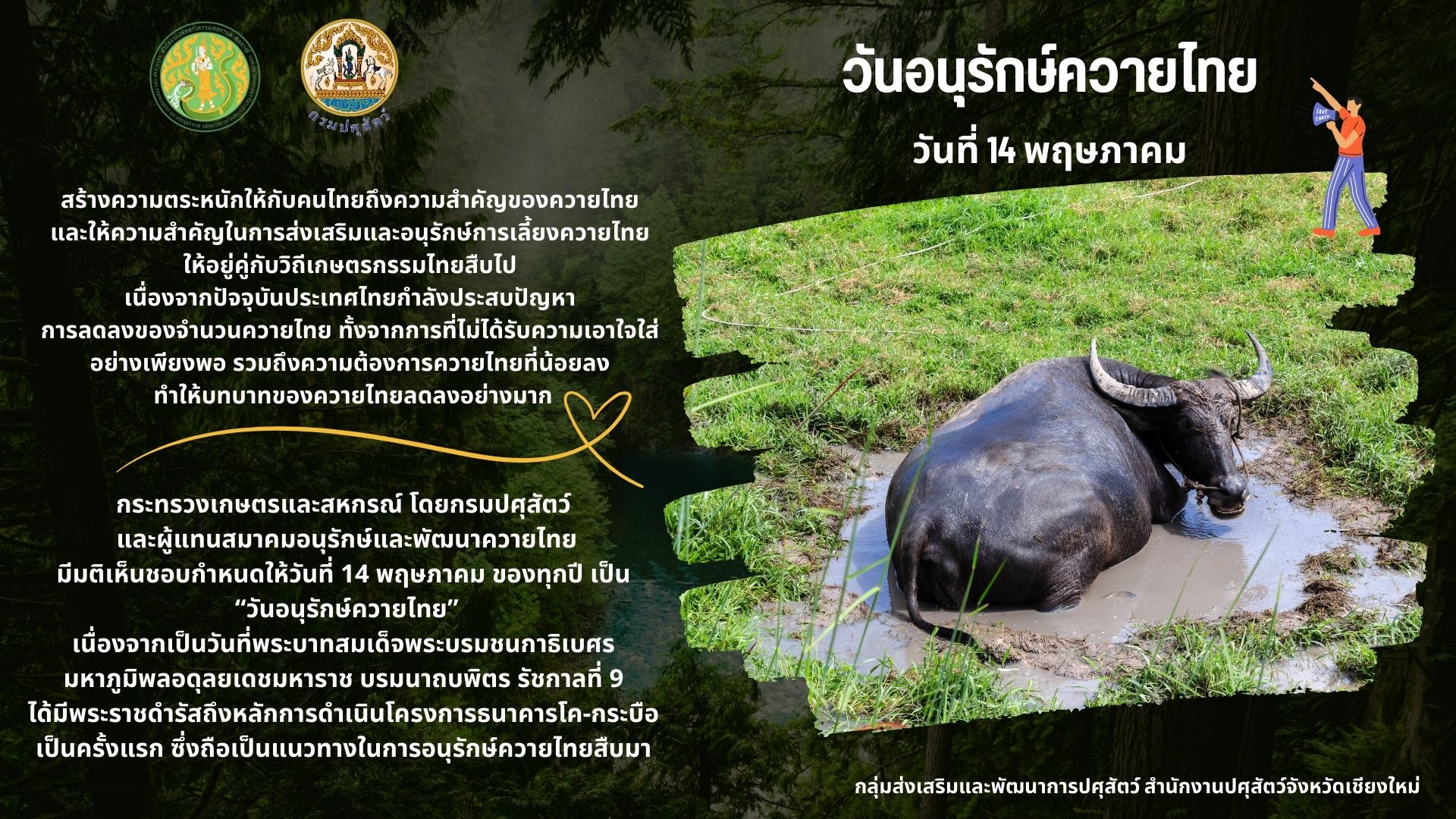 Thai Buffalo Day
